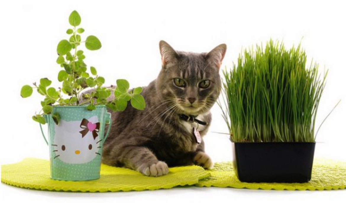 Plantas venenosas para gatos